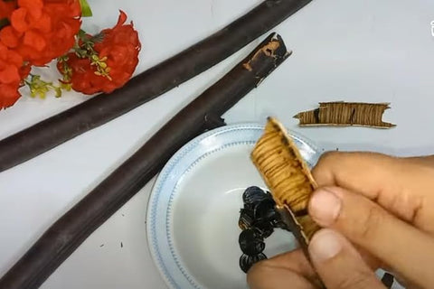 Namoorganics - 100% Natural AMALTAS KI PHALI - 250 gm - For Hair Growth & Constipation