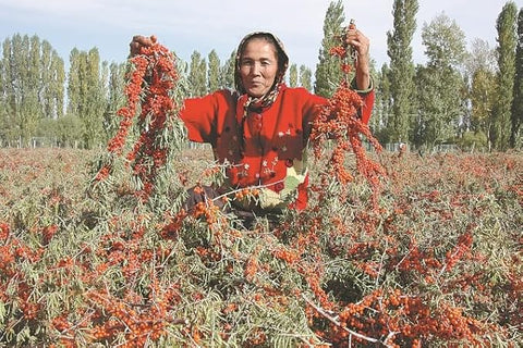Sea Buckthorn Berry (Powder)