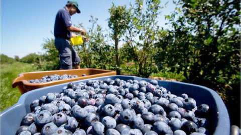 Namo Organics - Dried Whole Blueberries -( Gluten Free, Vegan & NON GMO ) Organic Blueberry Dry Fruit
